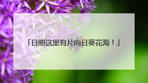日照这里有片向日葵花海！